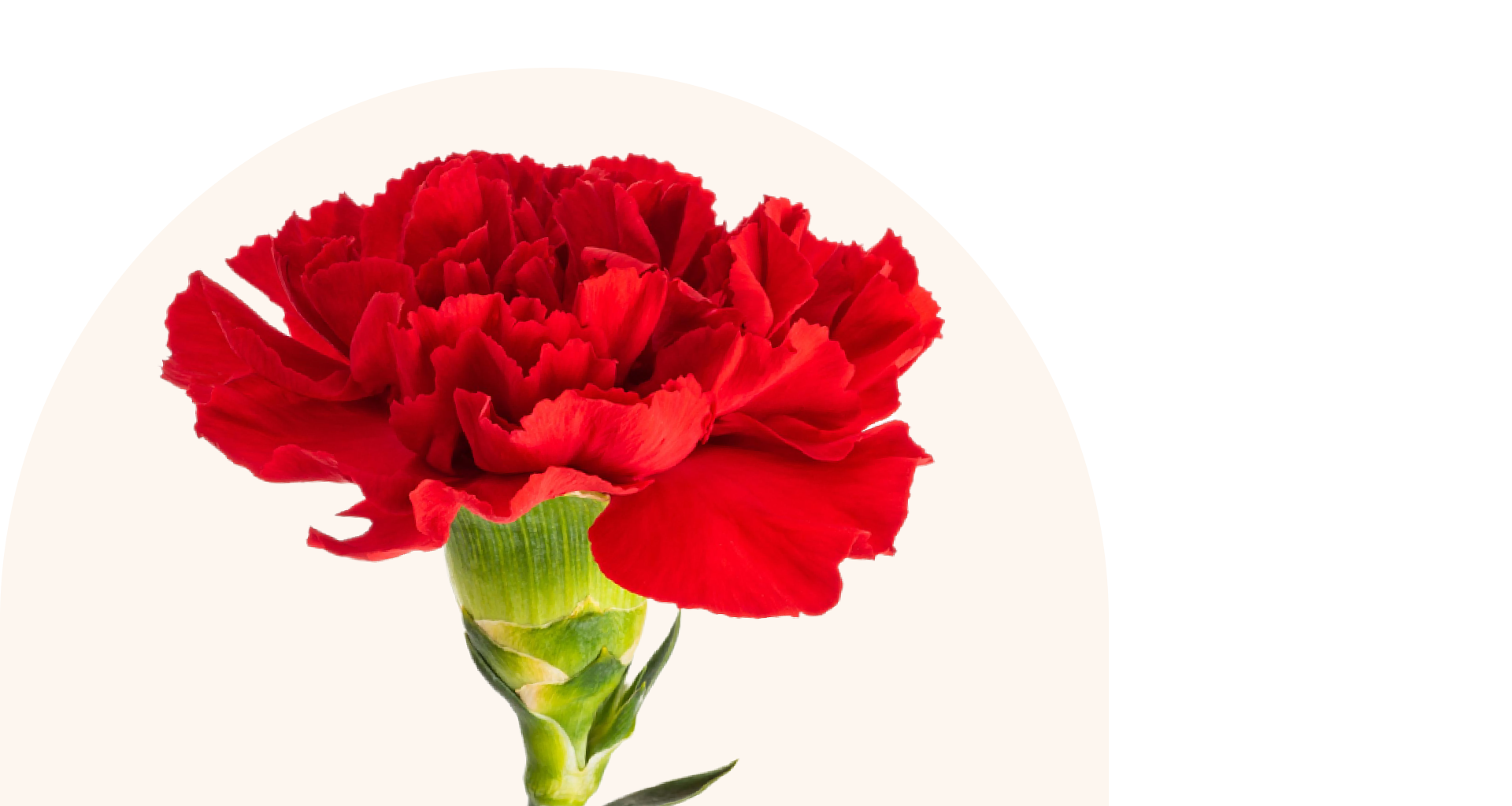 red carnation