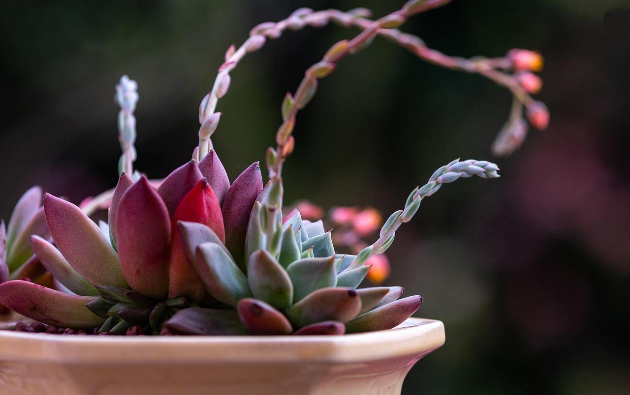 Plante de lotus