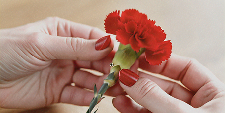 Two hands with holding a red carnation flower to pin for digital carnation pinning